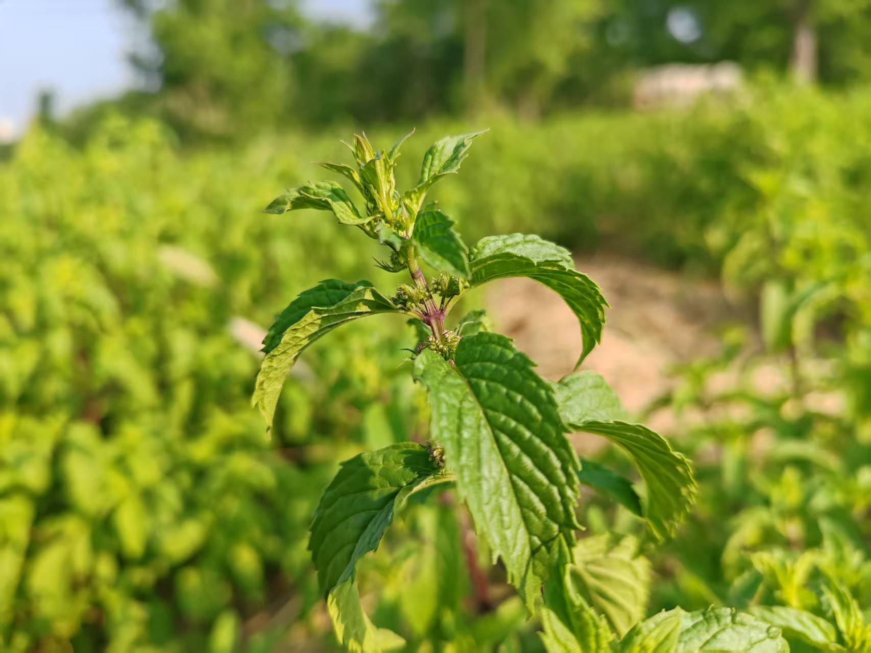 兰泽芳草(东营)生物科技有限公司